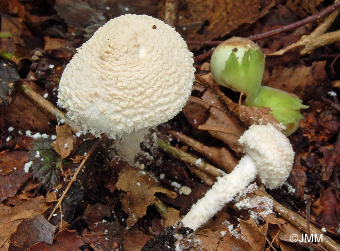 Pulverolepiota pulverulenta = Cystolepiota pulverulenta