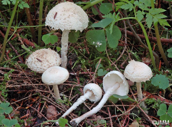 Pulverolepiota pulverulenta = Cystolepiota pulverulenta