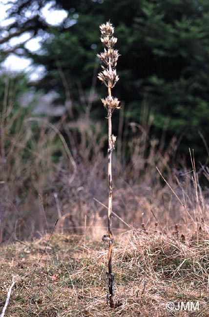 Pyrenopeziza gentianae sur Gentiana lutea