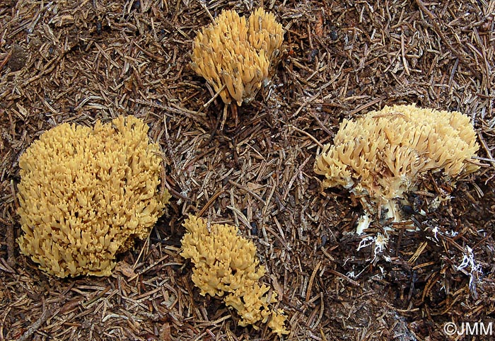 Ramaria abietina