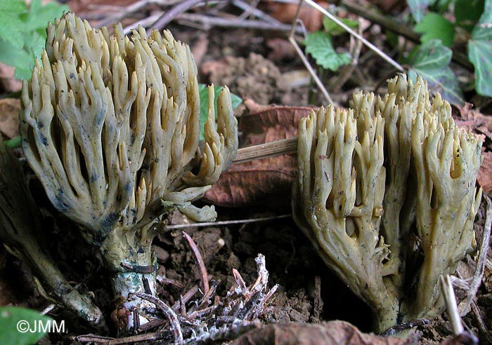 Ramaria abietina