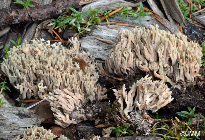 Ramaria apiculata