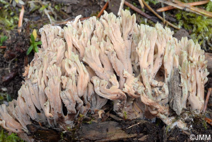 Ramaria apiculata