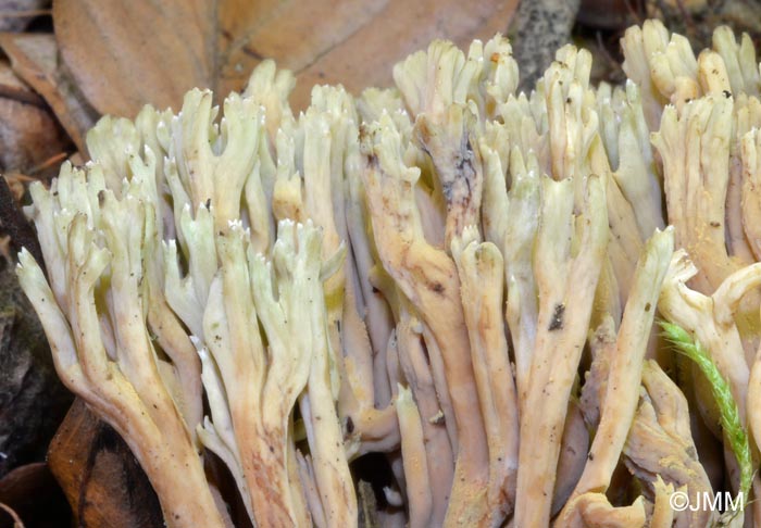 Ramaria apiculata