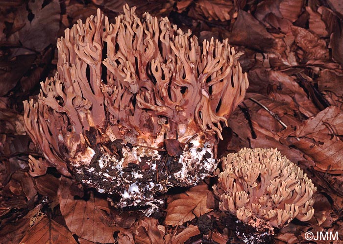 Ramaria bataillei