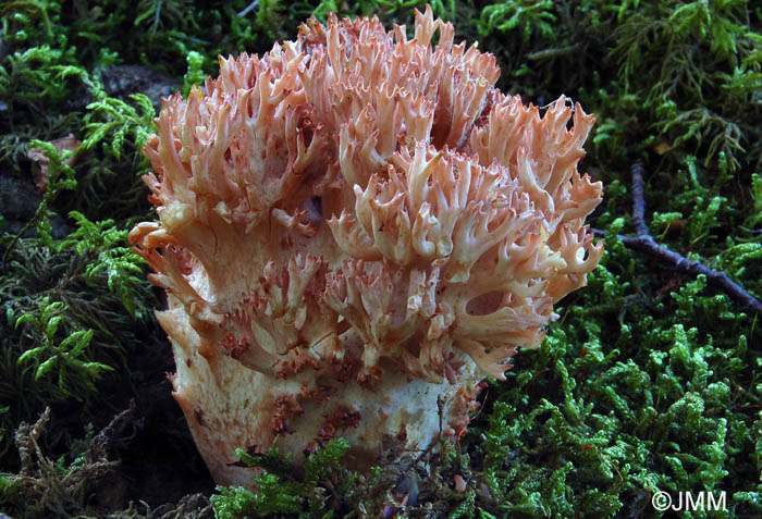 Ramaria botrytis