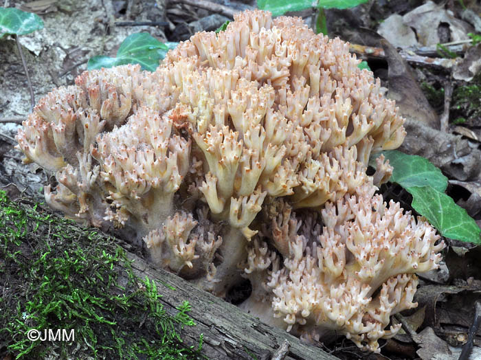 Ramaria botrytis