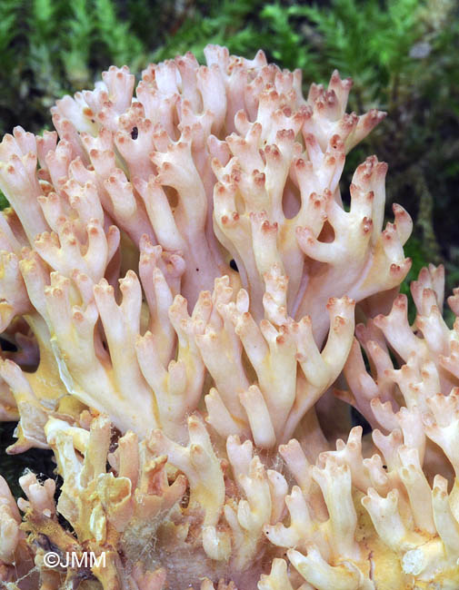 Ramaria botrytis