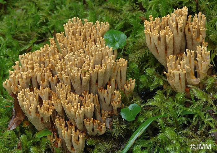 Ramaria broomei