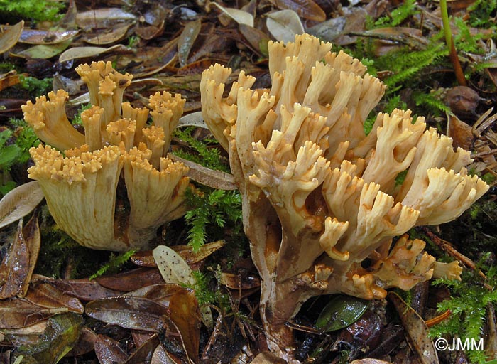 Ramaria broomei