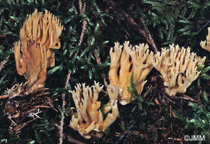 Ramaria eumorpha