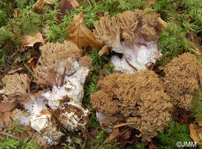 Ramaria fennica