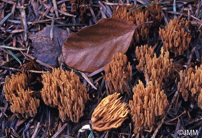 Ramaria flaccida