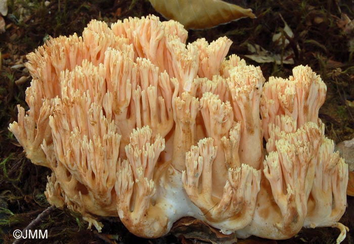 Ramaria formosa