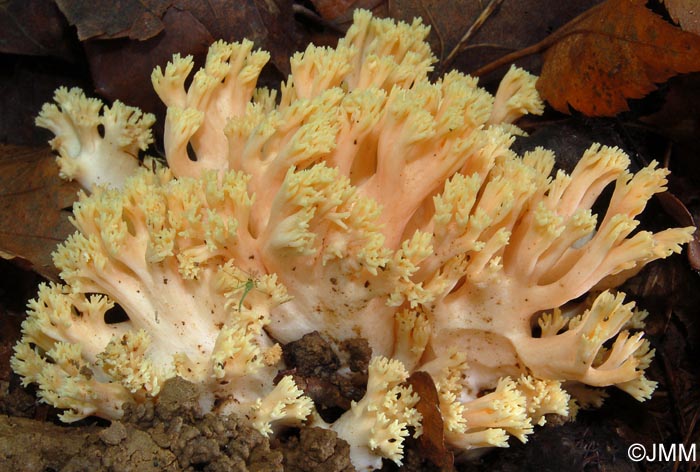 Ramaria formosa