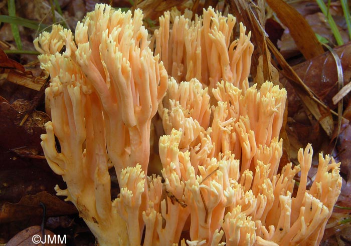 Ramaria formosa