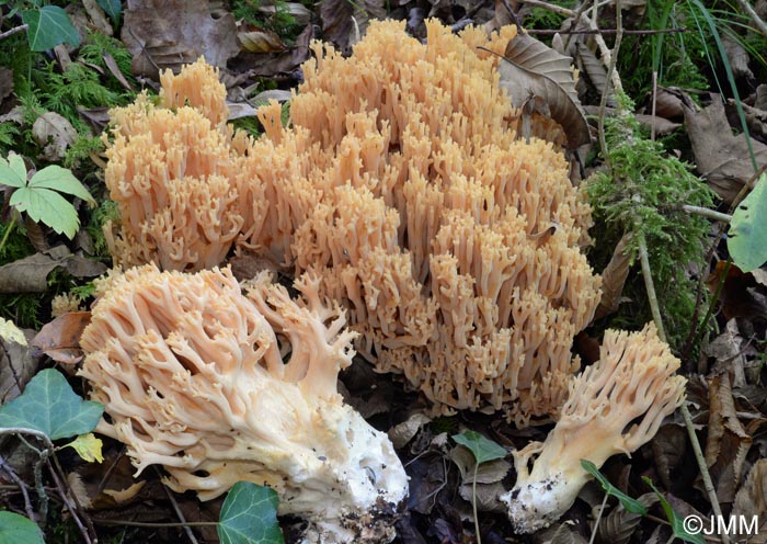 Ramaria formosa