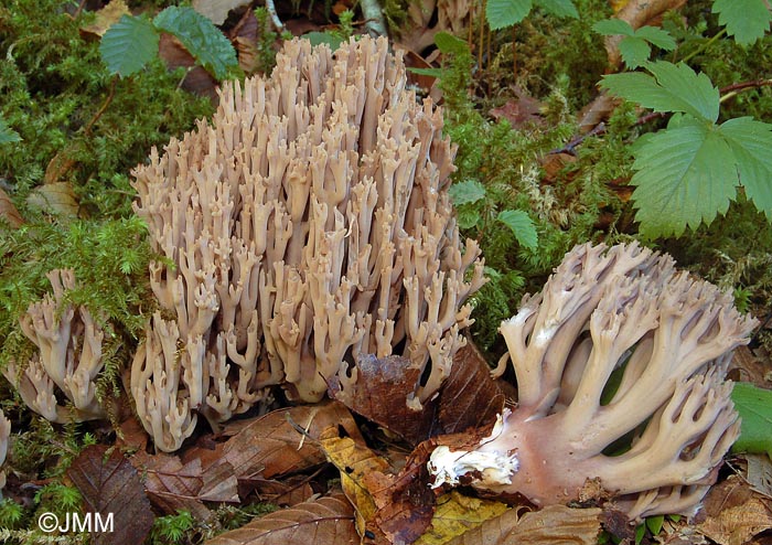 Ramaria fennica var. fumigata