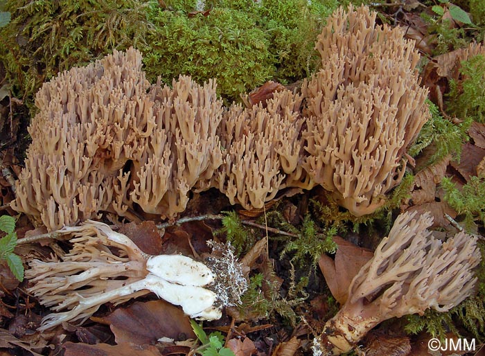 Ramaria fennica var. fumigata