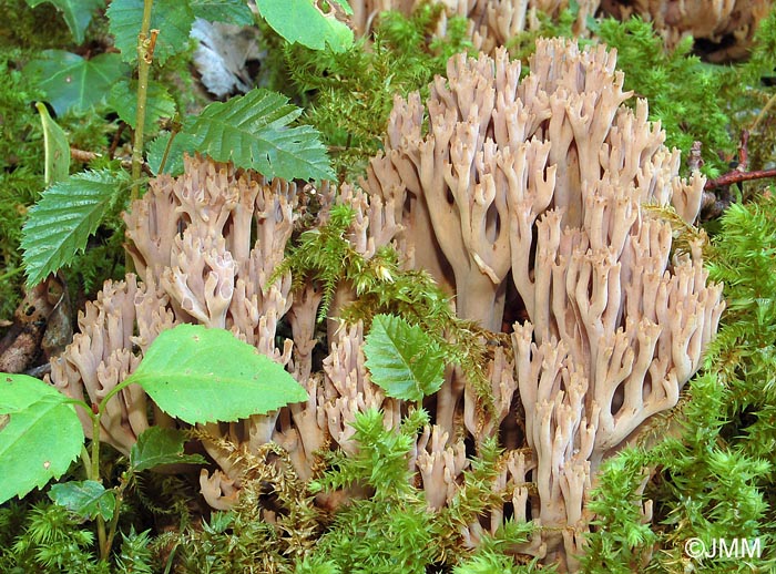 Ramaria fennica var. fumigata