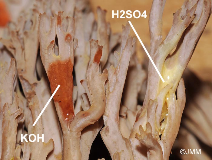 Ramaria fennica var. fumigata : ractions chimiques