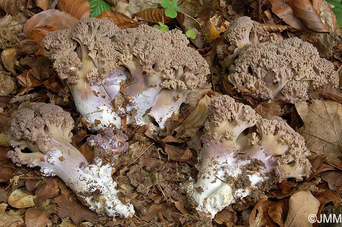 Ramaria fennica var. fumigata