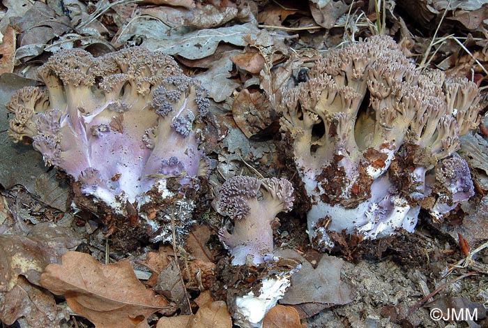 Ramaria fennica var. fumigata