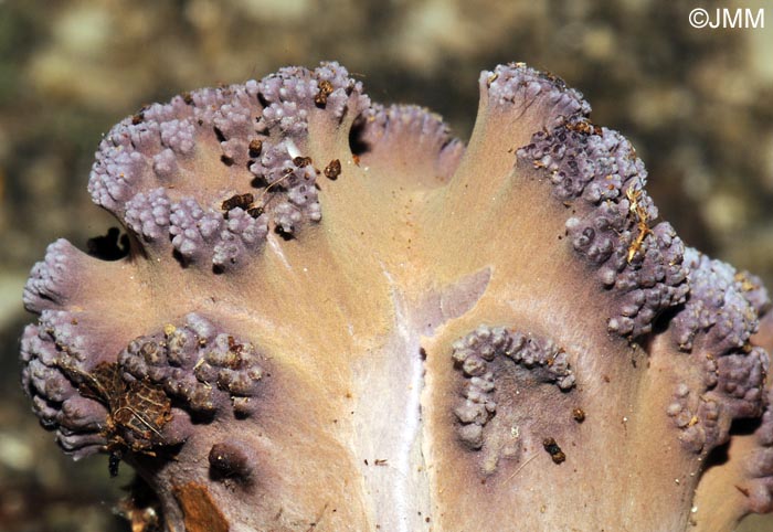 Ramaria fennica var. fumigata