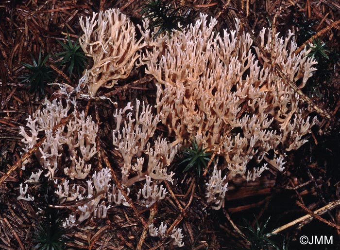 Ramaria gracilis