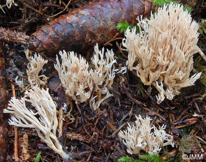 Ramaria gracilis