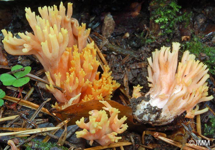 Ramaria ignicolor