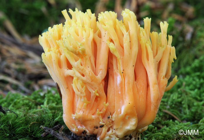 Ramaria ignicolor