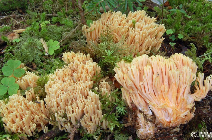 Ramaria ignicolor