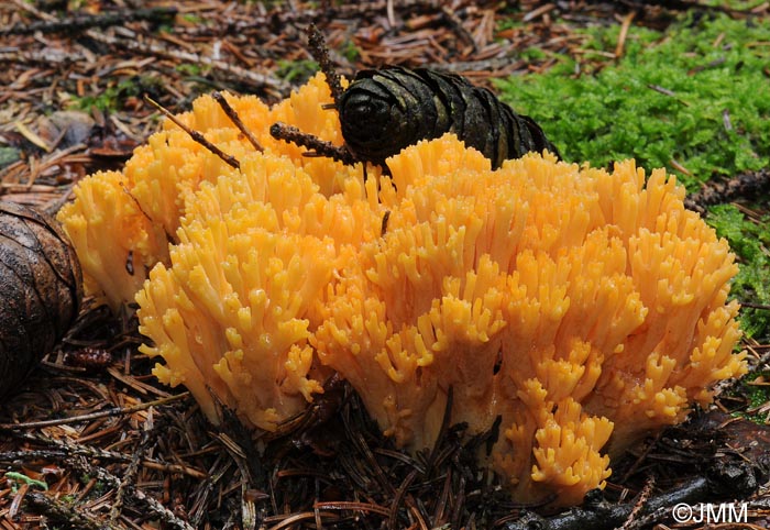 Ramaria largentii