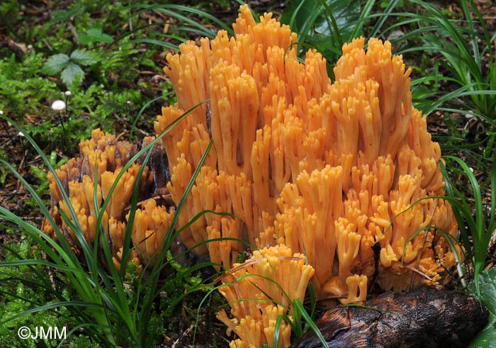 Ramaria largentii