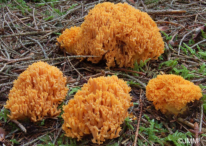 Ramaria largentii