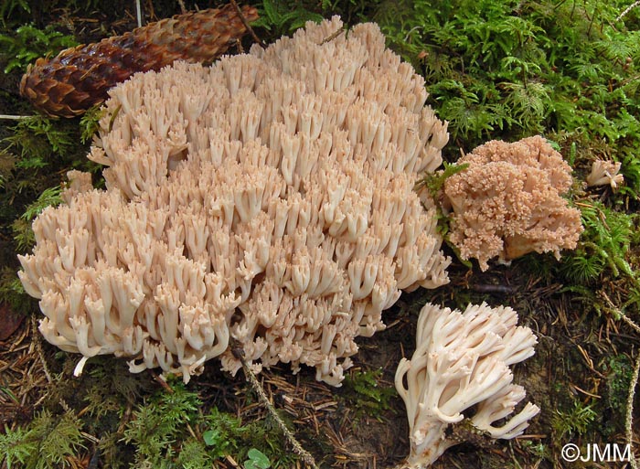 Ramaria pallida