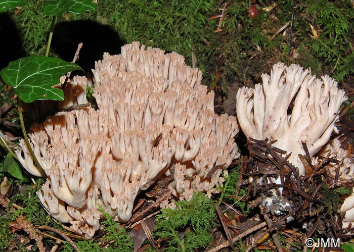 Ramaria pallida