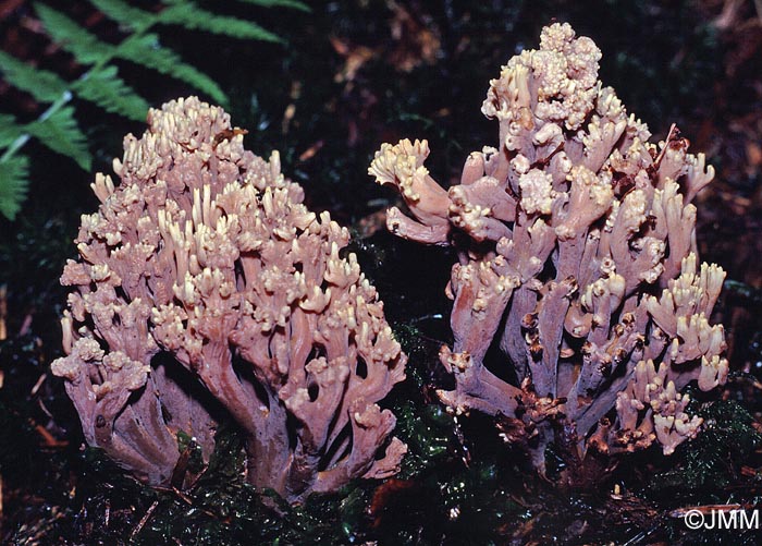 Ramaria rubella