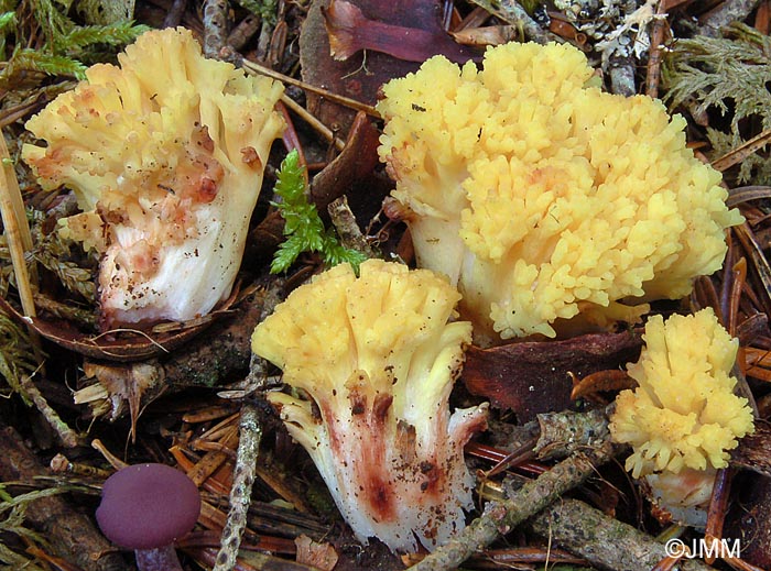 Ramaria sanguinea