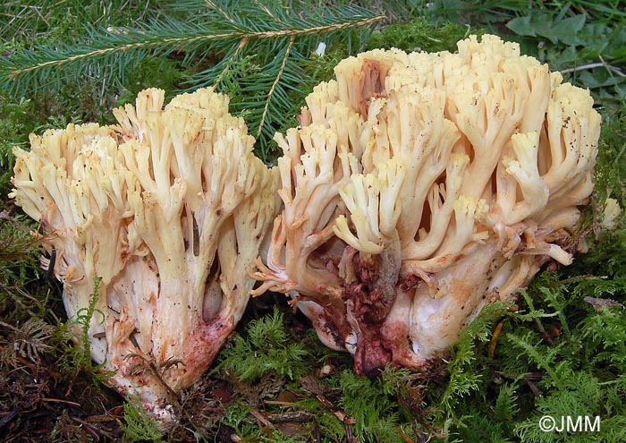 Ramaria sanguinea