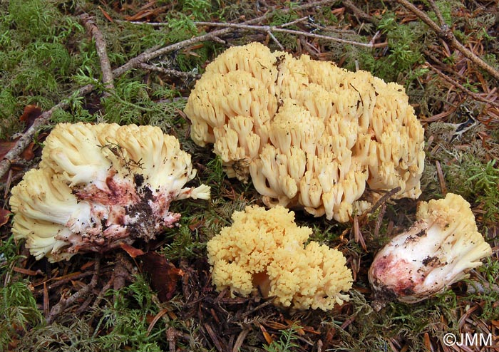 Ramaria sanguinea