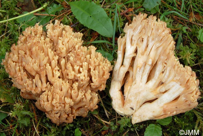 Ramaria schildii