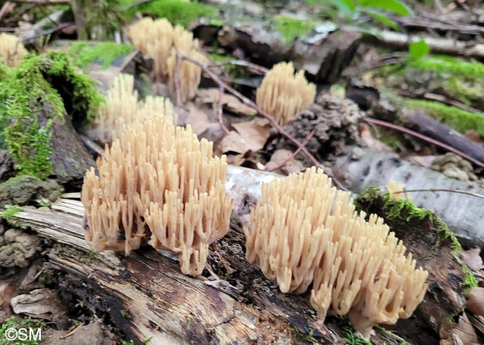 Ramaria stricta