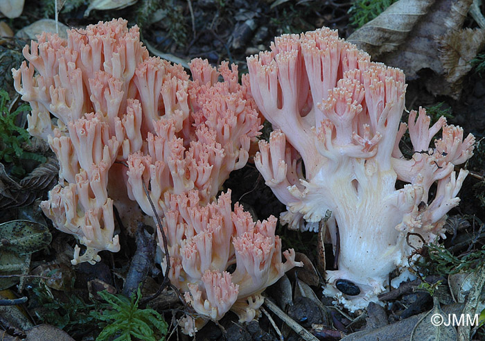 Ramaria subbotrytis