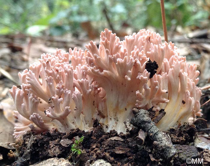 Ramaria subbotrytis