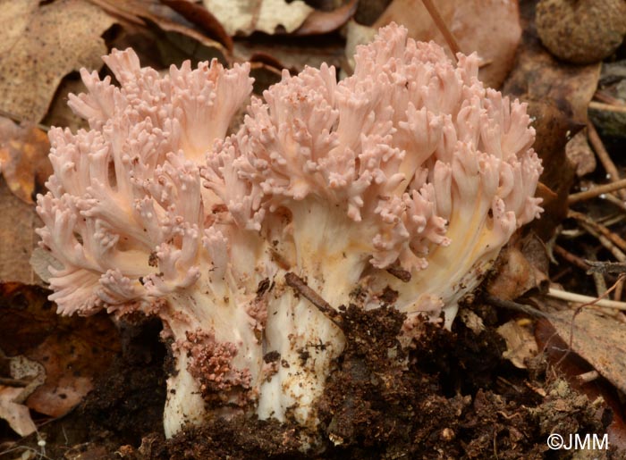 Ramaria subbotrytis