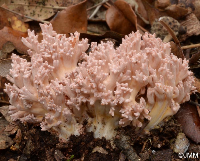 Ramaria subbotrytis