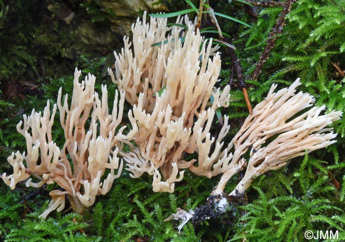 Ramaria suecica