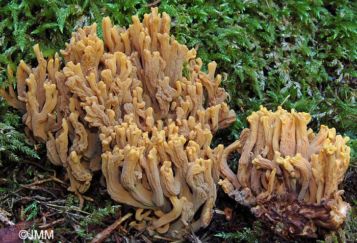 Ramaria testaceoflava